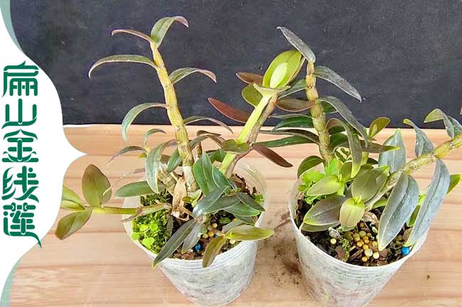 大金華仿野生金線蓮種植基地 批發(fā)大葉紅桿金線蓮種苗6元