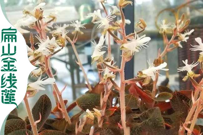 嘉興臺灣金線蓮種植