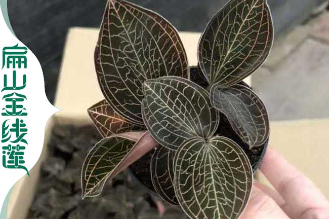 廣西金線蓮種植技術(shù)培訓(xùn)