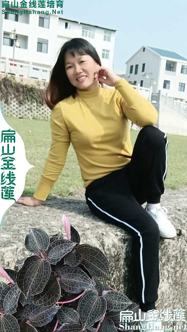 大揭陽的金線蓮種苗 廣東揭陽鐵皮石斛種植基地批發(fā)公示5元