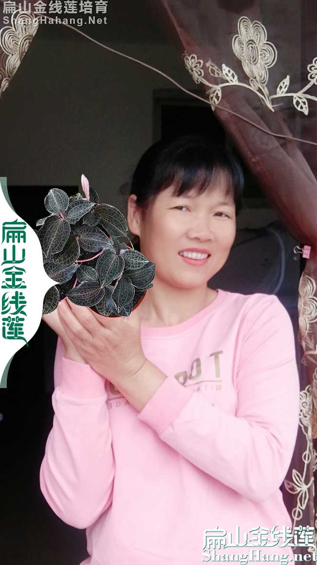 金華金線(xiàn)蓮批發(fā)