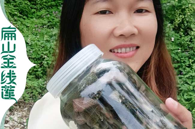 漳州金線蓮種苗 漳州金線蓮種苗