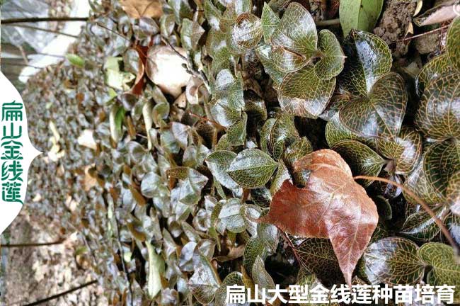 金線(xiàn)蓮施肥