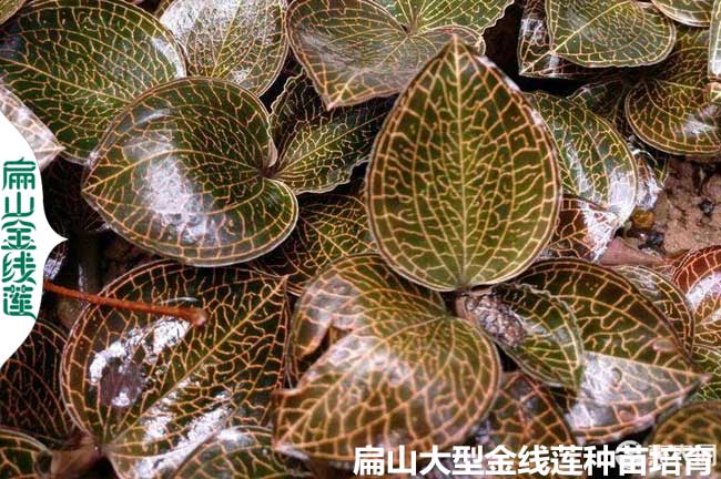 新型2024福建高級(jí)金線蓮種植技術(shù)培訓(xùn)基地與日常管理規(guī)范