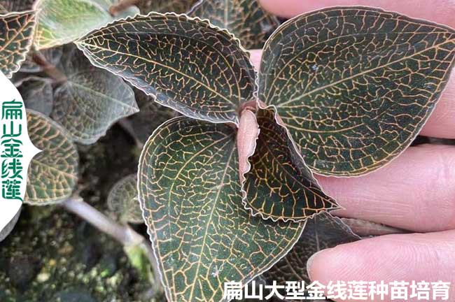 福建鮮貨金線蓮種苗價格 福建批發(fā)金線蓮種苗 杯瓶苗9元/袋