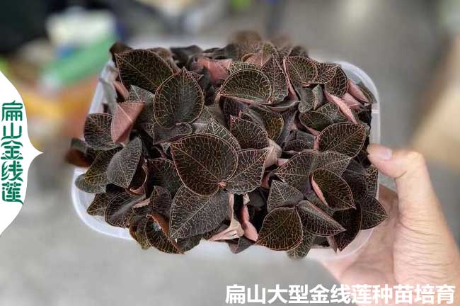80萬瓶大型金線蓮種苗批發(fā)交易市場 福州廈門莆田南平9元/袋
