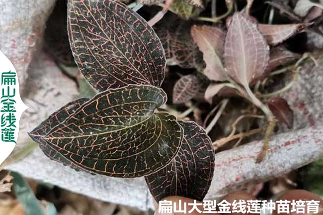 中國金線蓮種苗看福建 福建金線蓮種苗看龍巖.漳州0.39批發(fā)