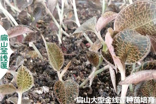 金線蓮品種介紹