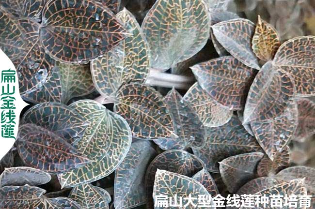 鷹潭金線蓮種苗批發(fā)