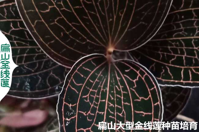 組培福建金線蓮種苗 小葉紅霞大葉圓葉尖葉紅桿 林下580/斤