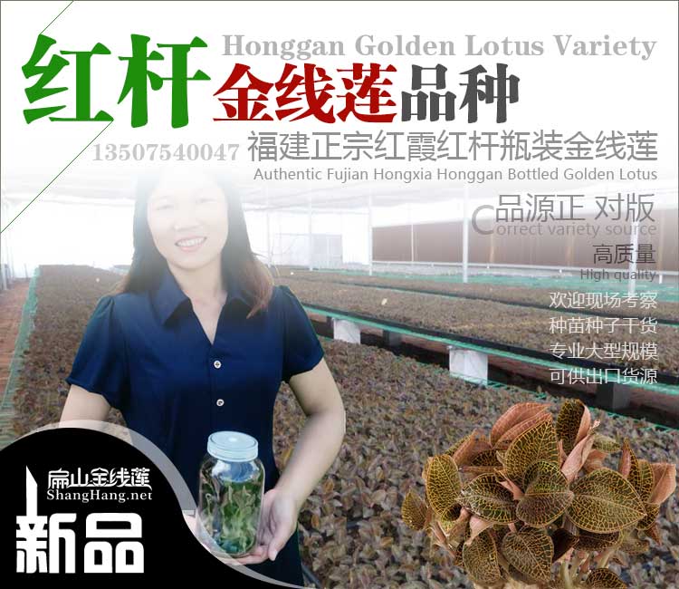 福建紅桿金線蓮種苗