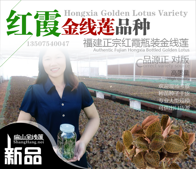 福建紅霞金線(xiàn)蓮種苗培育
