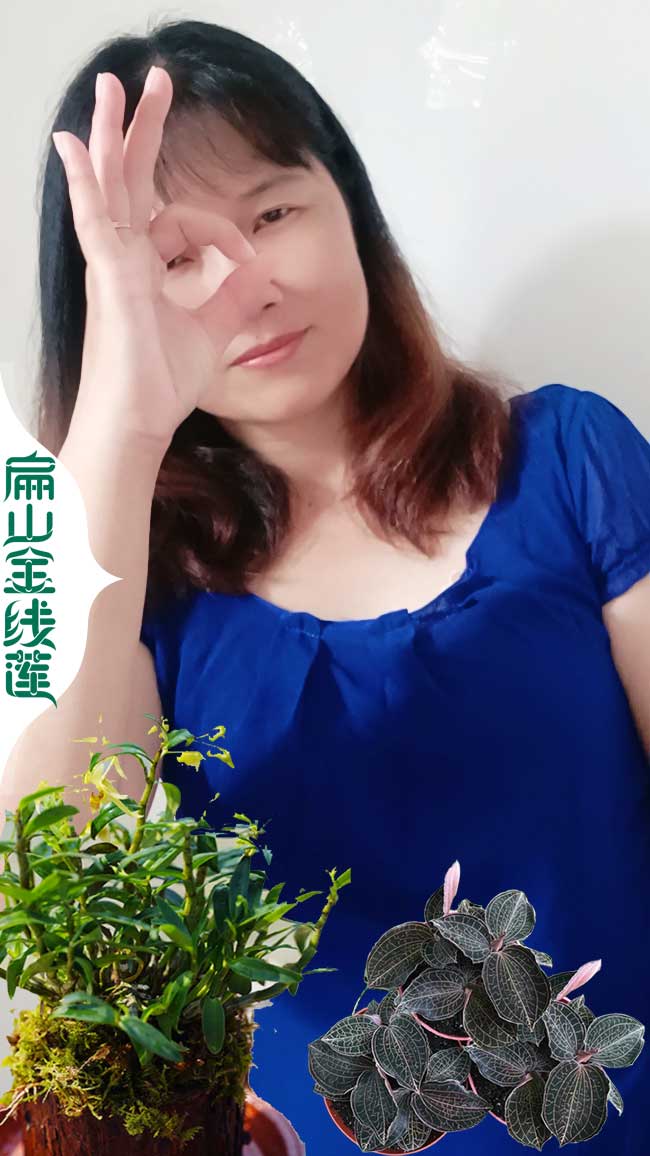 大郴州賣金線蓮干貨And湖南郴州瓶裝種苗批發(fā)價格0.69元/珠