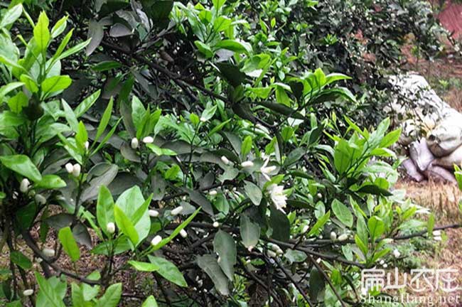 龍巖橘子苗批發(fā)