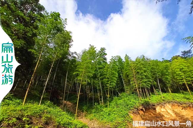 扁山竹林風(fēng)景一角 扁山竹林風(fēng)景一角