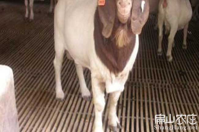 龍巖黃毛羊 龍巖黃毛羊
