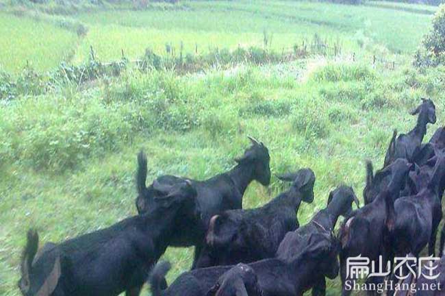 龍巖本地山羊養(yǎng)殖