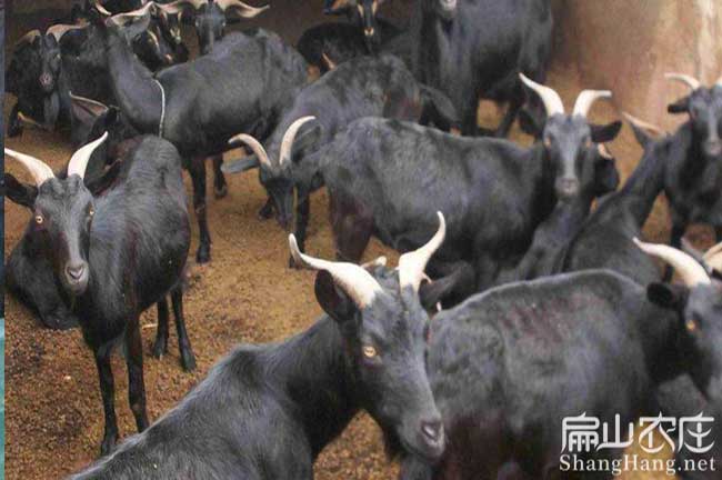 漳平山羊價(jià)格 漳平山羊價(jià)格