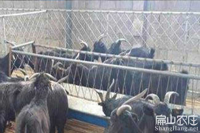 連城養(yǎng)羊 連城養(yǎng)羊