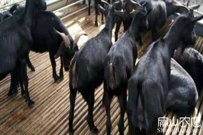 上杭山羊養(yǎng)殖 上杭山羊養(yǎng)殖