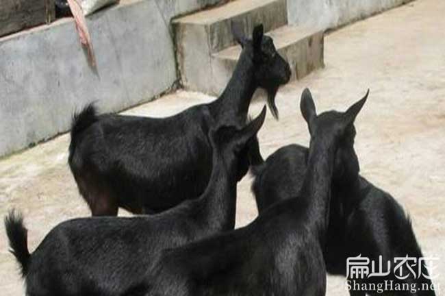 福建種山羊批發(fā) 福建種山羊批發(fā)