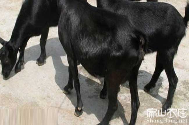 長汀種羊苗 長汀種羊苗