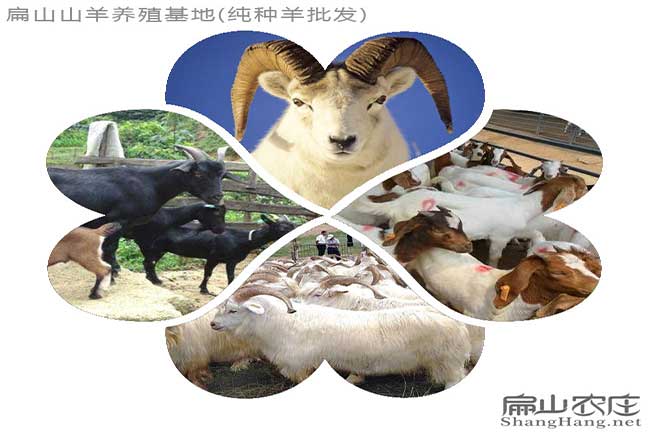 龍巖養(yǎng)羊基地