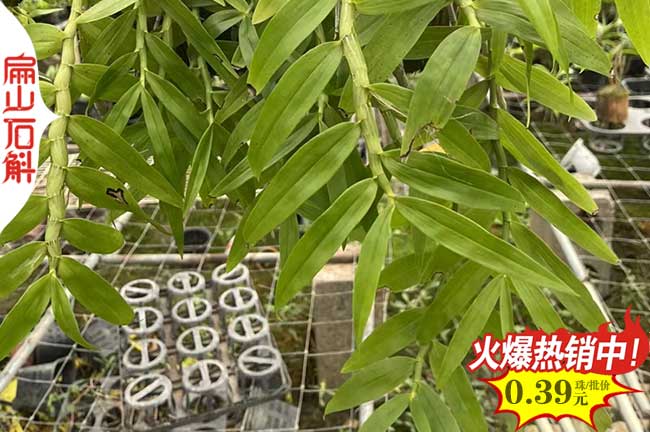 南山金線蓮小杯苗
