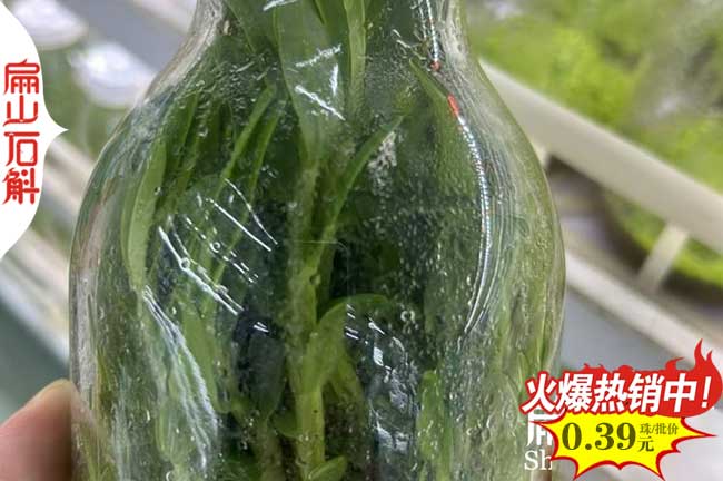 湘西金釵石斛種苗批發(fā)