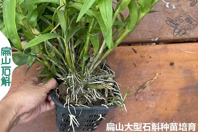 南寧石斛小杯苗批發(fā)