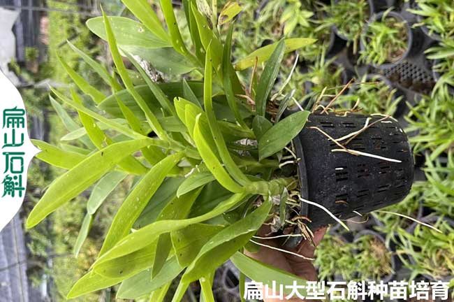 云南麝香石斛種苗批發(fā)