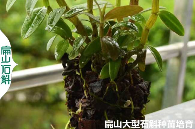 大型 浙江鐵皮石斛種植基地 P培育銅皮鼓槌金釵小杯苗瓶裝8元