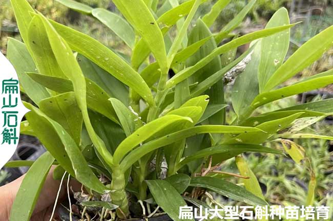 瓶苗 銅仁安順鐵皮石斛苗 畢節(jié)銅皮金釵小杯苗1-3-2年批發(fā)