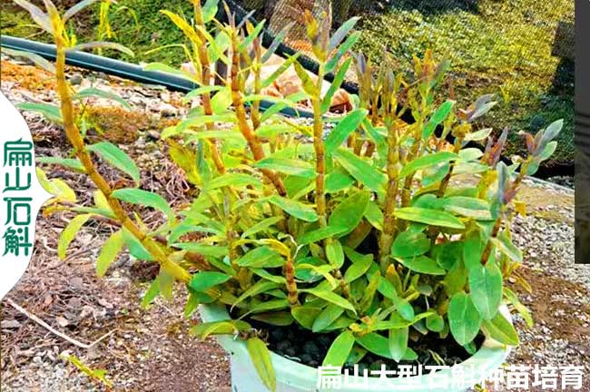 鎮(zhèn)江石斛盆景批發(fā)