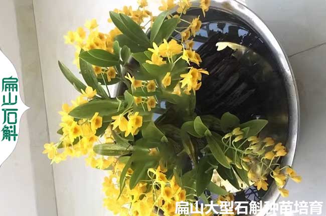 廣東石斛盆栽