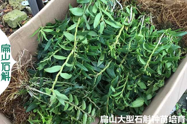 深圳石斛種植基地