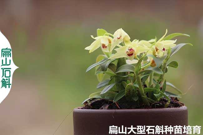 來賓米斛盆景苗