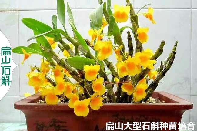 套袋 福建鐵皮石斛金線蓮袋裝小杯苗批發(fā) 種苗龍巖漳州9元