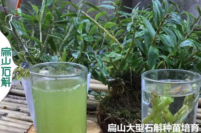 深圳鐵皮石斛營養(yǎng)