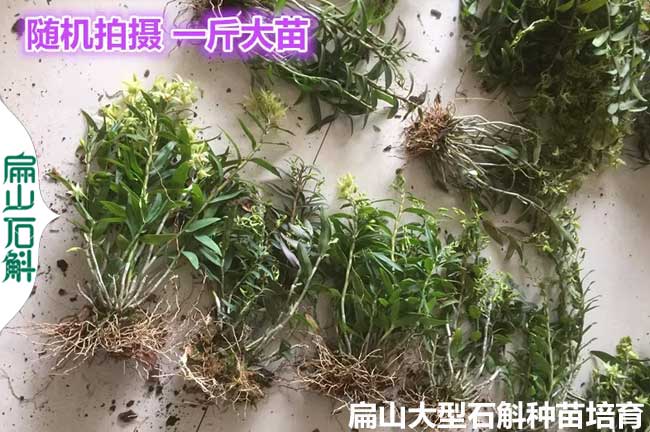 河南鐵皮石斛種苗