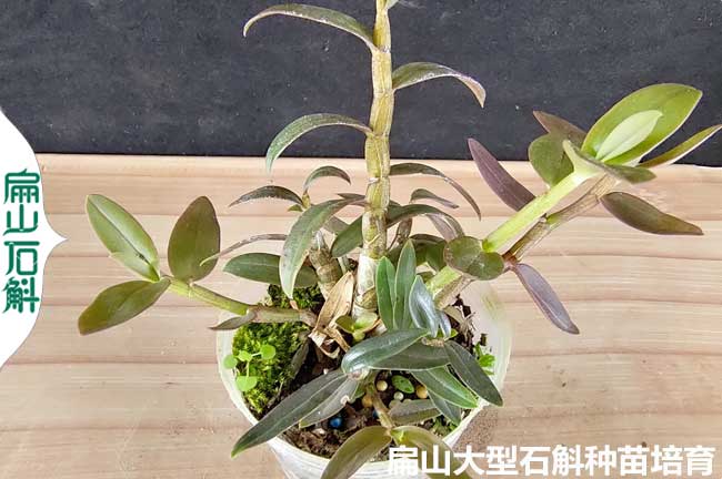 河南金釵石斛杯苗