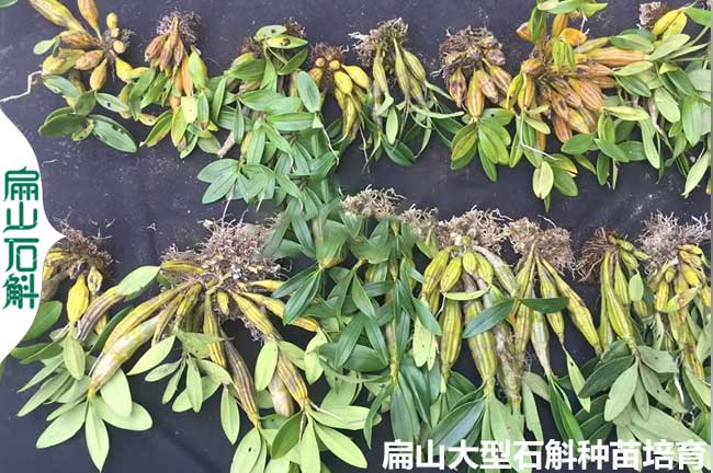 株洲鼓槌石斛種苗批發(fā)