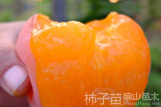 福建柿子苗