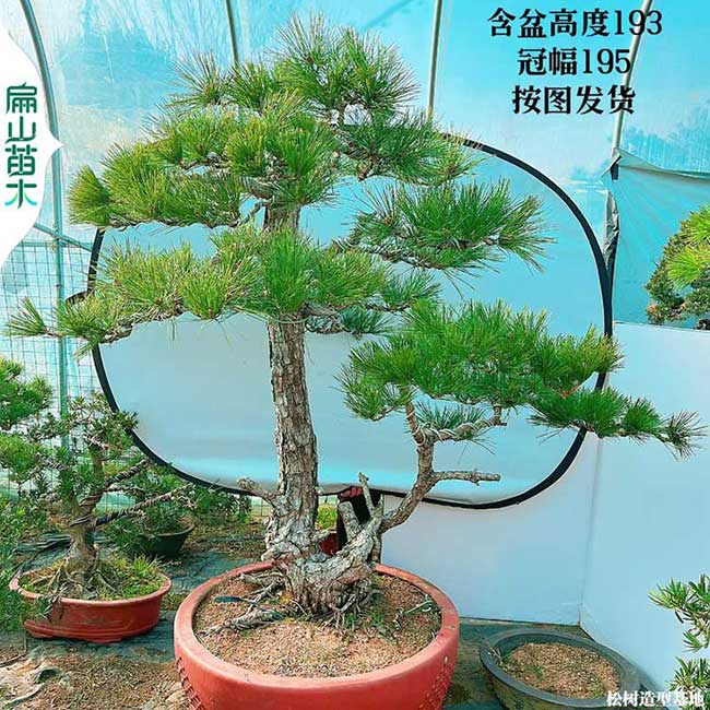 漳州華南松盆景