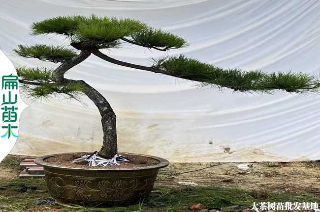 福建野生松樹造型