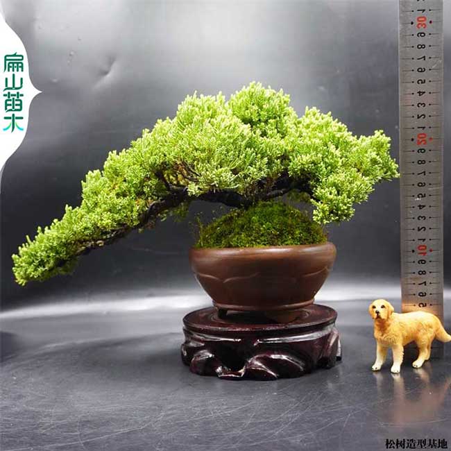福建C雪松樹苗盆景 寶塔松柏苗 圣誕樹耐寒龍柏造型2-10公分