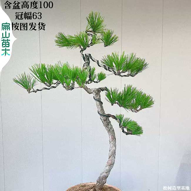 河源華山文人松樹盆景