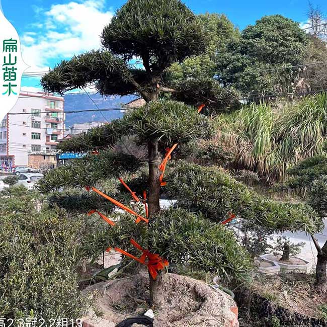 珠海羅漢松造型