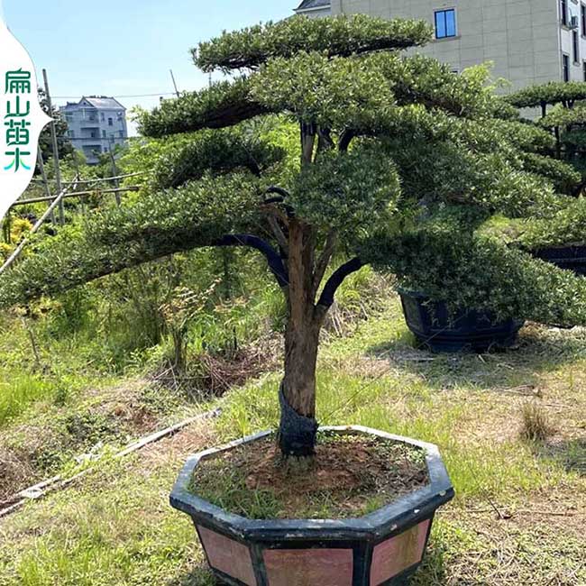 24萬(wàn) 寧德莆田松樹(shù)造型盆景苗 日本大阪樹(shù)苗千壽丸黑松3千元