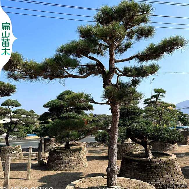 中山五針松盆景